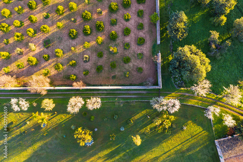 Spain, Balearic Islands, Mancor de la Vall, Aerial view of almond trees in springtime orchard photo