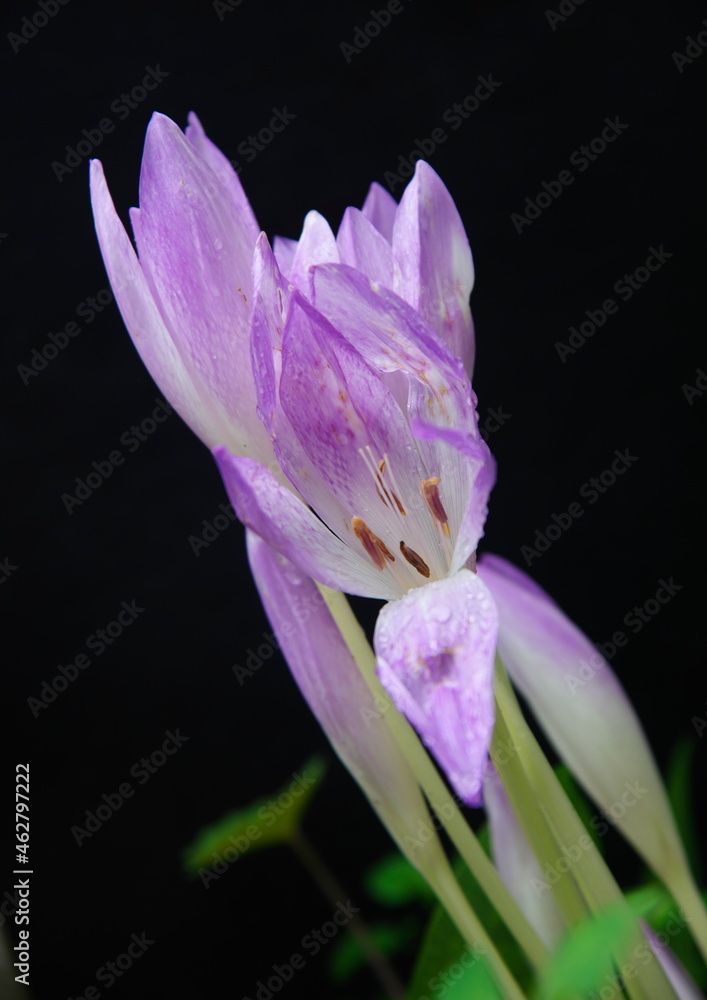 コルチカムの花 黒バック Stock Photo Adobe Stock コルチカムの花 黒バック Stock Photo Adobe Stock