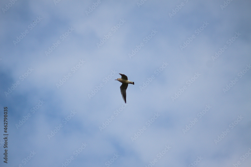 Black headed flying on the blue sky landscape view of Black headed flying on the blue sky landscape view of