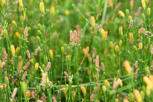 Branched scouringrush in bloom close-up view with green blurry background photo