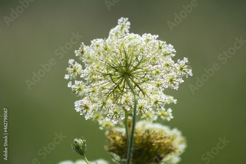 Wild carrot in bloom closeup view with green blurry background photo