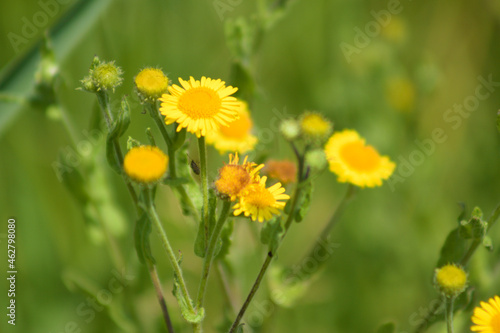 Common fleabane closeup view with green blurry background