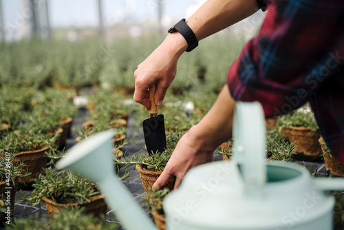 Close-up of woman working with hand trowel on rosemary plants