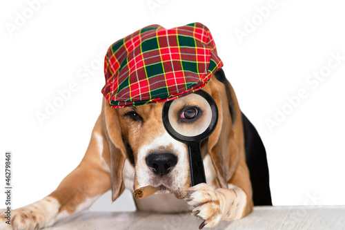 funny cute dog beagle looks attentively in a magnifying glass on a white background, detective 