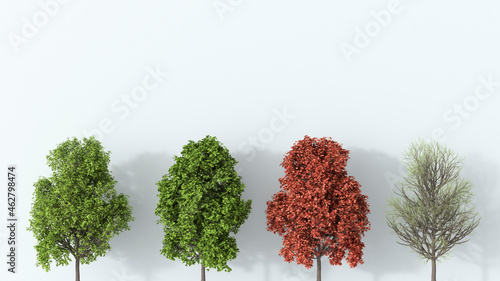 3D rendering, Tree in the four seasons photo