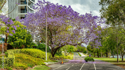 Blossoming jacaranda tree in Brisbane, Queensland, Australia photo