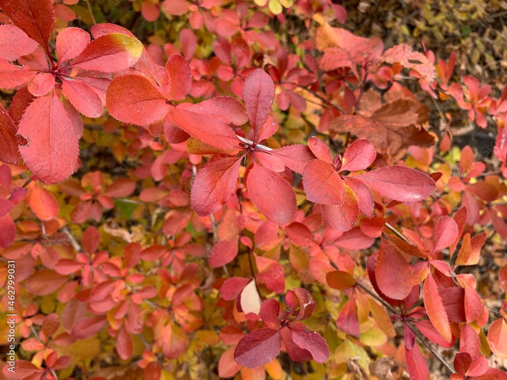 red leaves of Siebold Barberry in autumn