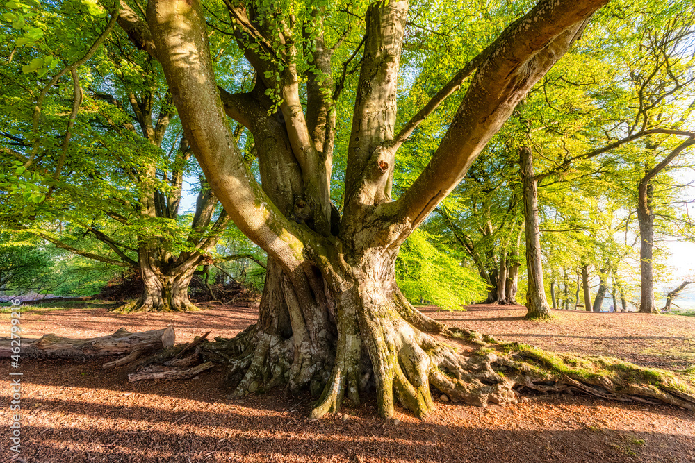 Old tree, Perth, Scotland Old tree, Perth, Scotland