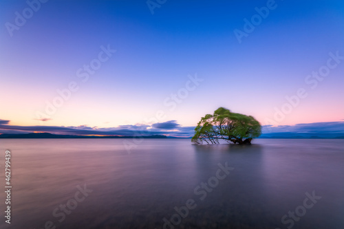 Tree in Lake Taupo in the evening, South Island, New Zealand photo