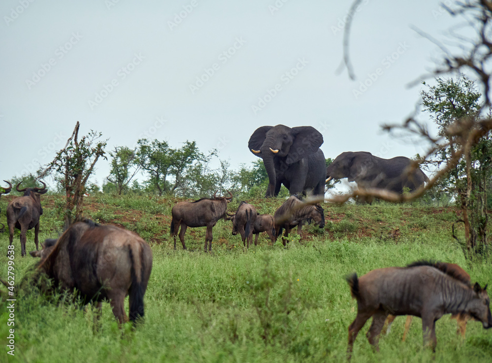 South Africa, Mpumalanga, Kruger National Park, Wildebeest and Elephants looking for food South Africa, Mpumalanga, Kruger National Park, Wildebeest and Elephants looking for food
