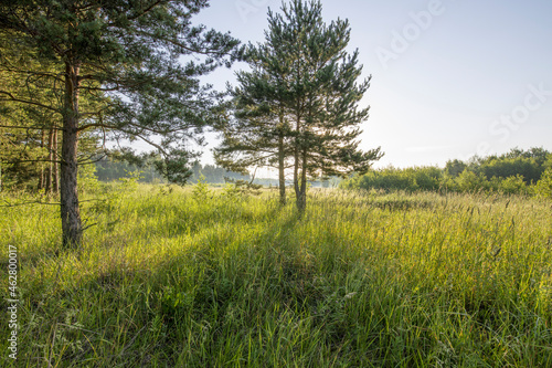 The sun s rays through the branches of trees and the young greenery of the coniferous forest. Atmospheric fabulous summer landscape. Soft sunlight. Clean nature  ecology.