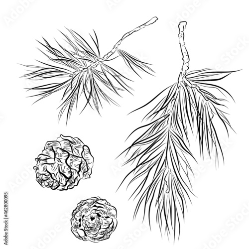 A coniferous branch with cedar cones. Graphic clipart