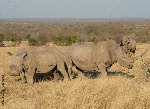 Group of rhinoceroses at the savannah, Kruger National Park, Mpumalanga, South Africa photo