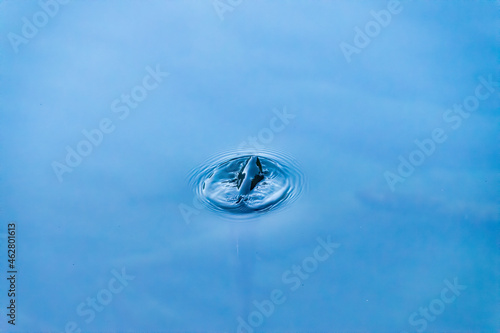 Trout, Salmonidae, rising to take a fly