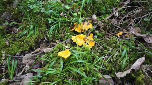 Chanterelle Mushroom Growing on the Forest Floor, Dolly photo