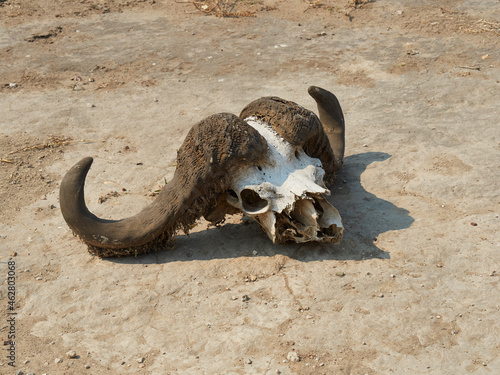 Africa, Botswana, Ihaha, Chobe National Park, Buffalo head