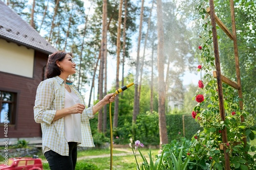 Middle-aged woman in the backyard watering rose bushes from the garden hose