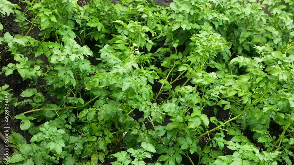 The rain pours down the growing potatoes on the plantation. Agriculture and rainy climate theme. Blooming bushes of potatoes on a summer day in the rain. Save the harvest of vegetables. The rain pours down the growing potatoes on the plantation. Agriculture and rainy climate theme. Blooming bushes of potatoes on a summer day in the rain. Save the harvest of vegetables.