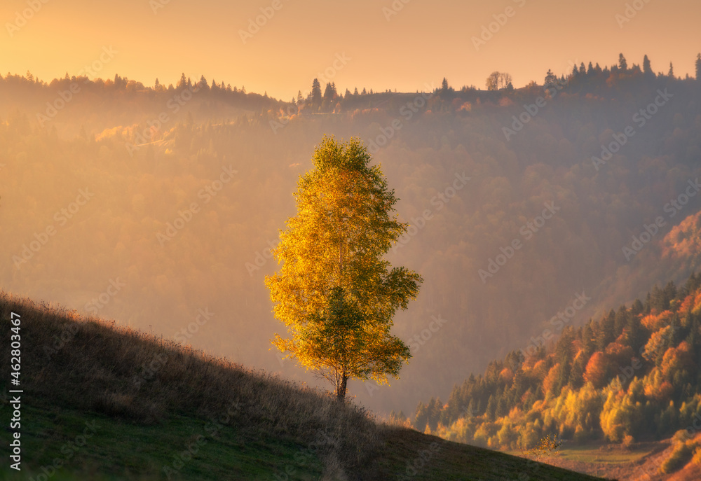 Beautiful alone tree on the hill in mountains at sunset in autumn in Ukraine. Colorful landscape with yellow tree, golden sunlight, grass, fields and meadows, orange sky and forest in fall. Nature