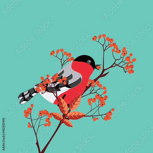 Bullfinch on rowan