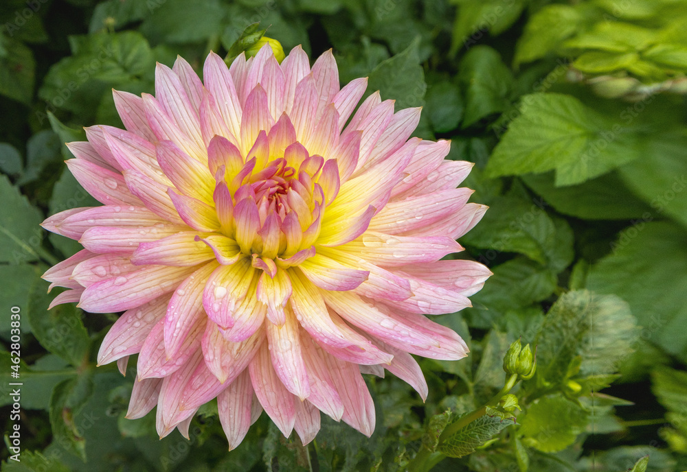 Fototapeta premium Dahlia flowers bloom in autumn