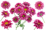 Purple aster flower head collection