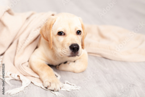 Fototapeta Naklejka Na Ścianę i Meble -  Cute Labrador puppy lies on the floor under the blanket of the house. Pet. Dog.
