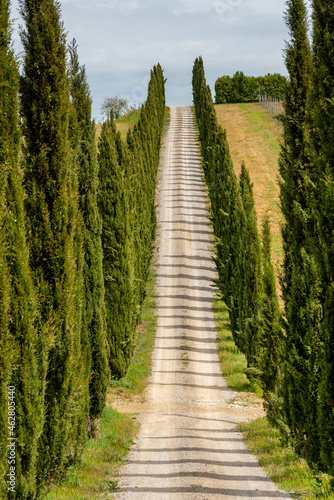 Italy, Tuscany, country lane with cypresses photo