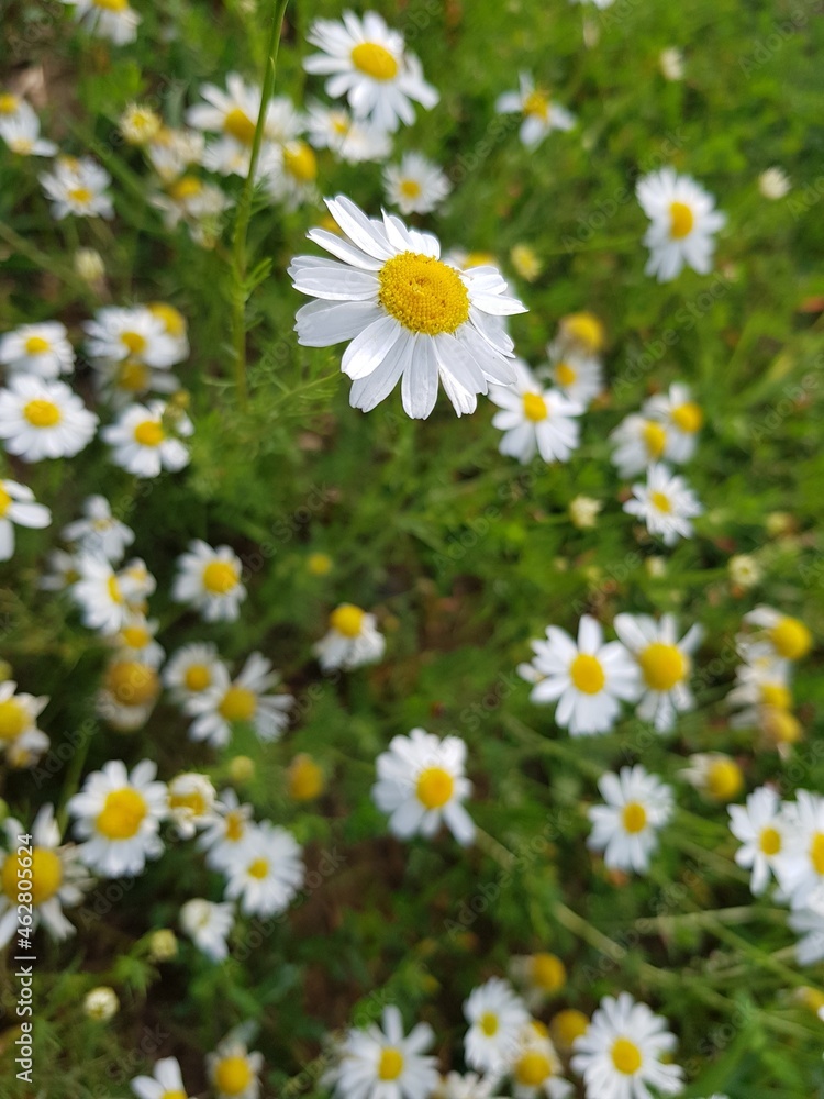 White daisies grow on a green meadow White daisies grow on a green meadow