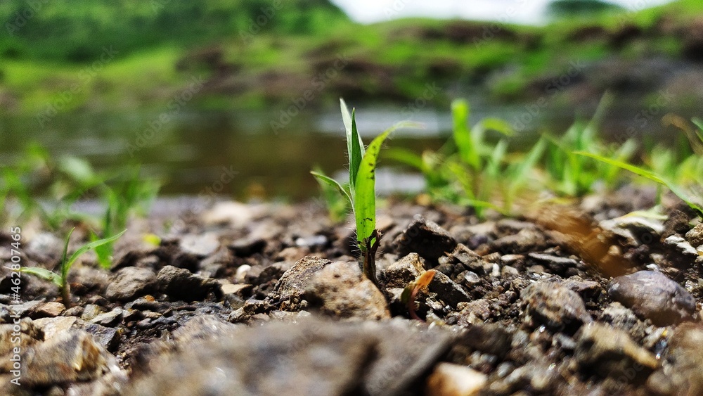 new life in spring new life in spring