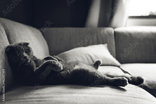 Scottish fold Katze entspannt sich auf dem Sofa