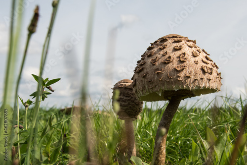 Parasolpilze auf der Wiese photo