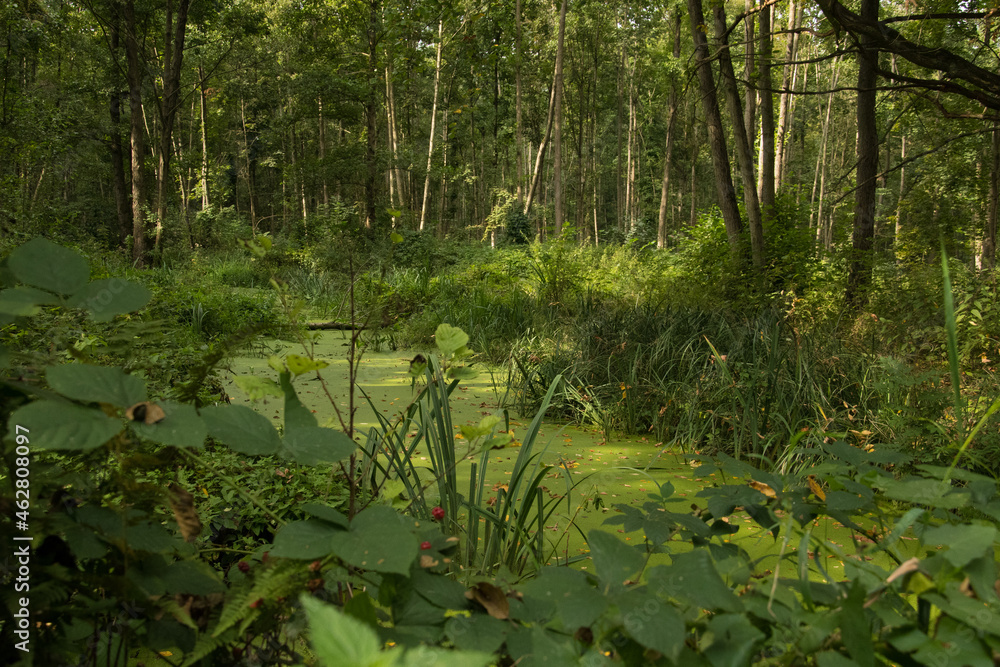 Spreewald