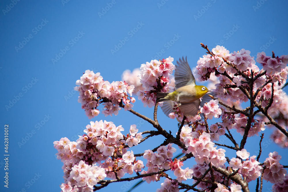 青空とメジロ　桜とメジロ　目白　メジロ