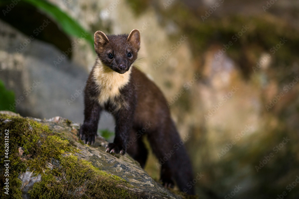 Portrait of pine marten on a rock Portrait of pine marten on a rock