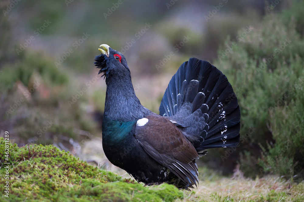 Scotland, Caledonian Forest, mating Western capercaillie Scotland, Caledonian Forest, mating Western capercaillie