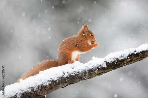 Eurasian red squirrel with hazelnut on snow-covered tree trunk photo