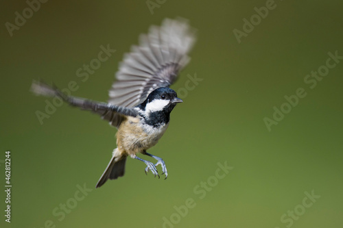 Scotland, Coal tit, Periparus ater, flying photo