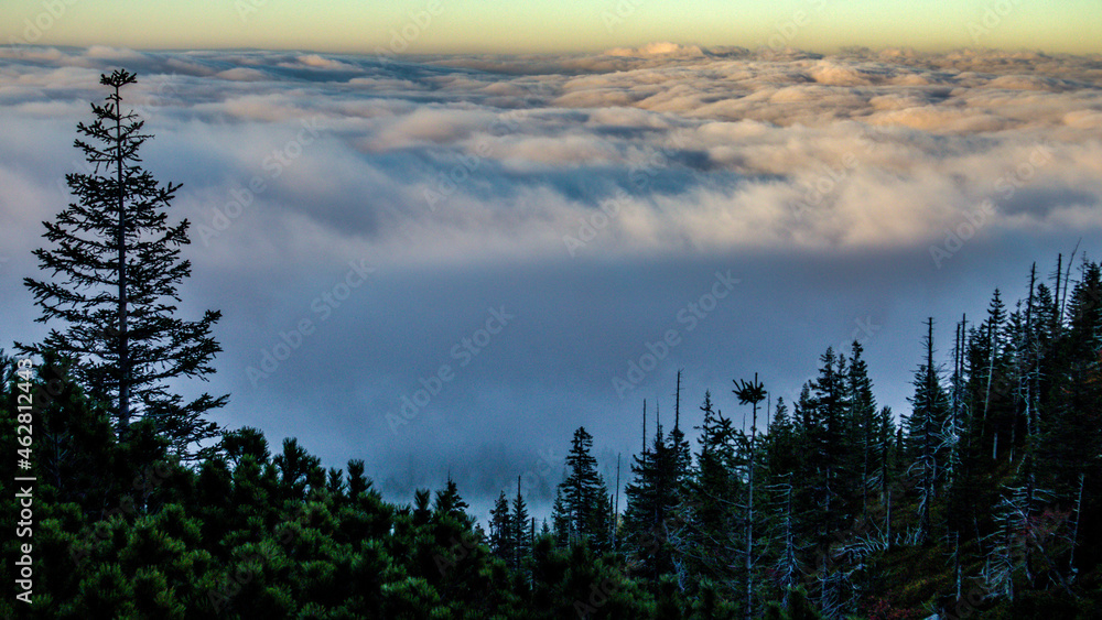Fog in the mountain forest in the Karkonosze National Park