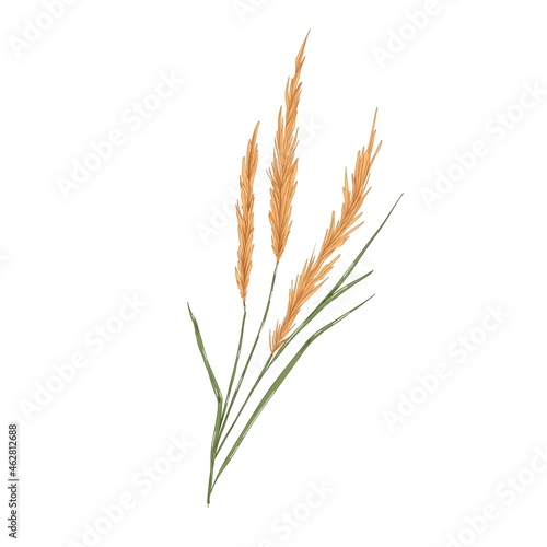 Reed grass, field plant with spikes. Botanical realistic drawing of Calamagrostis. Vintage smallweed with leaf. Hand-drawn vector illustration isolated on white background
