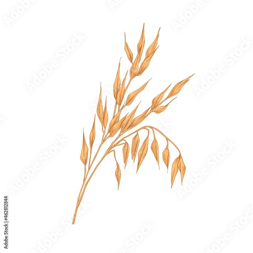 Oat spikelets with ears and grains. Botanical vintage drawing of field cereal plant. Agriculture crop with kernels and seeds in retro style. Hand-drawn vector illustration isolated on white background