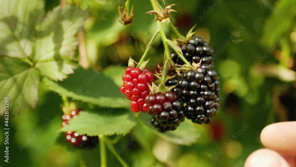 Hands of the picking blackberries during main harvest season. close up view Hands of the picking blackberries during main harvest season. close up view