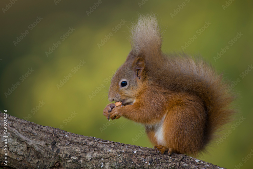 Eurasian red squirrel, Sciurus vulgaris