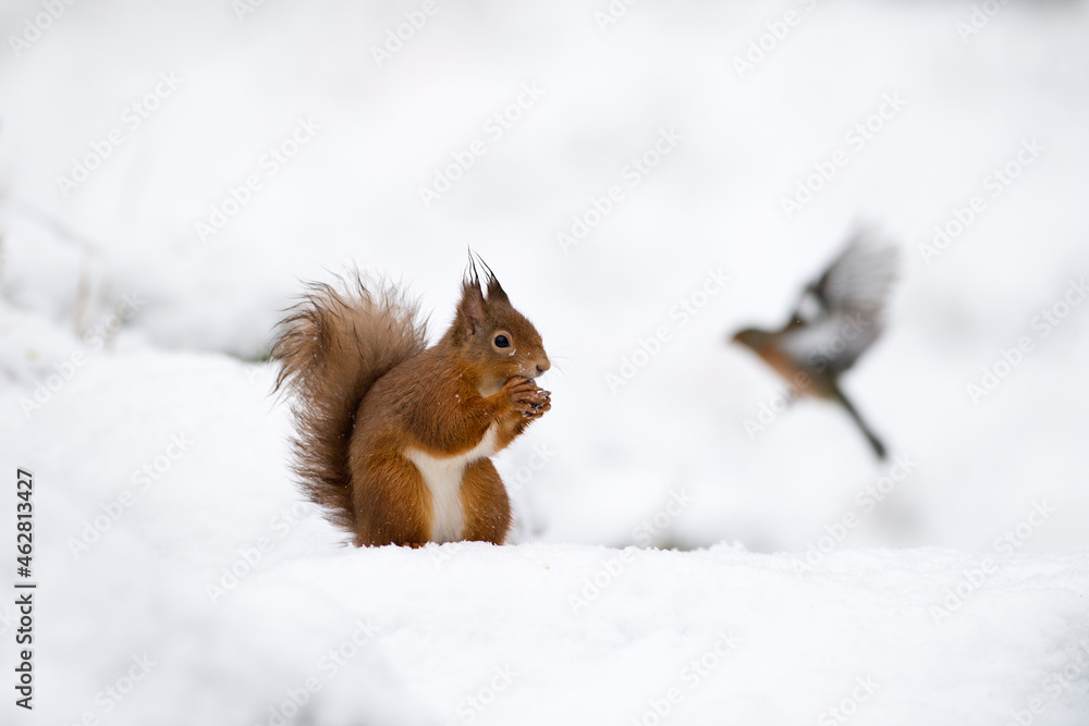 UK, Scotland, Red squirrel (Sciurus vulgaris) feeding in snow UK, Scotland, Red squirrel (Sciurus vulgaris) feeding in snow