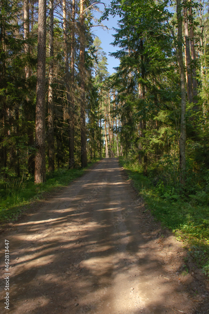 Naklejka premium Dirt road among green trees on a clear summer day, vertical photo
