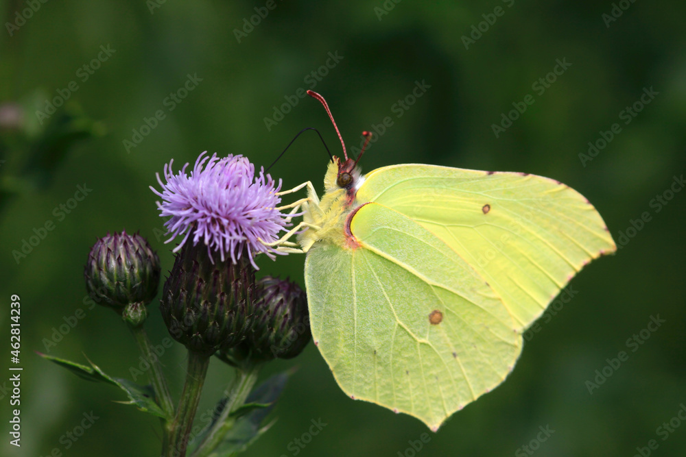 Common brimstone (Gonepteryx rhamni) perching on thistle Common brimstone (Gonepteryx rhamni) perching on thistle