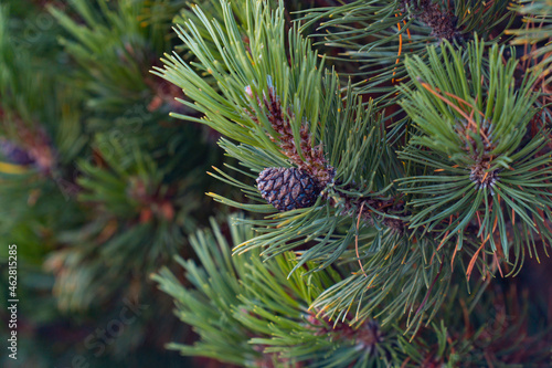 pine tree branch. young cones on a pine branch 