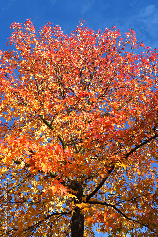 American sweetgum (Liquidambar styraciflua) in autumn American sweetgum (Liquidambar styraciflua) in autumn