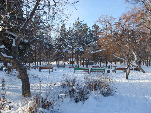 trees in the snow