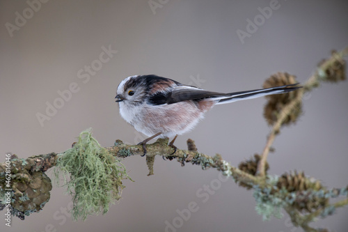 Long-tailed Tit on twig photo